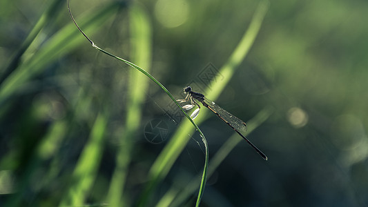 蜻蜓绿色的高清图片素材