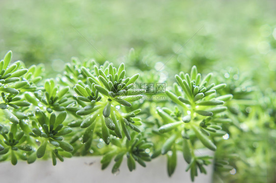 小草雨水露珠春天万物生长图片