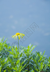 春日小雏菊花背景图片