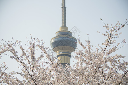 中央电视塔下的樱花高清图片