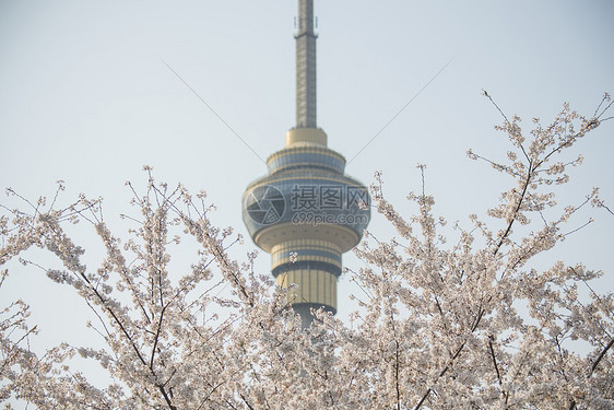 中央电视塔下的樱花图片