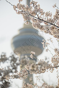 中央电视塔的樱花背景图片