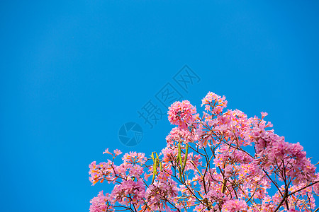 蓝天下紫花风铃花图片