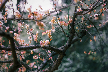 春天开放的梅花图片