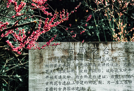 梅干春天南京雨花台风景区梅岗的梅花背景