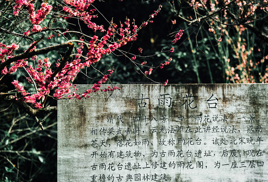 春天南京雨花台风景区梅岗的梅花