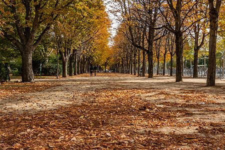 巴黎香榭丽舍大道旁梧桐树秋色图片