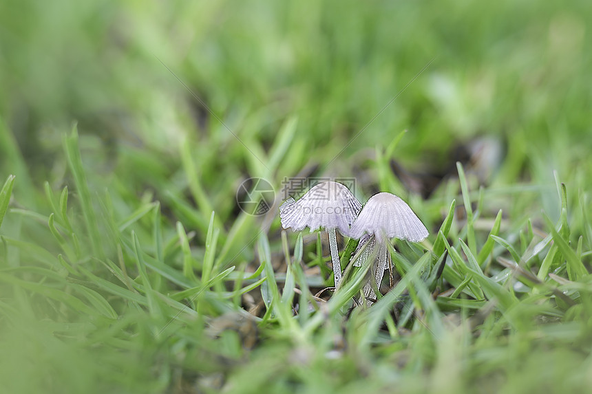 春天雨后蘑菇水珠雨露图片