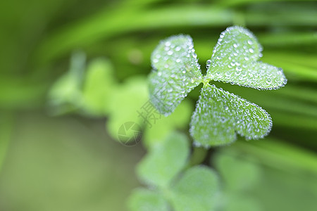 春天雨后植物水珠雨露背景图片