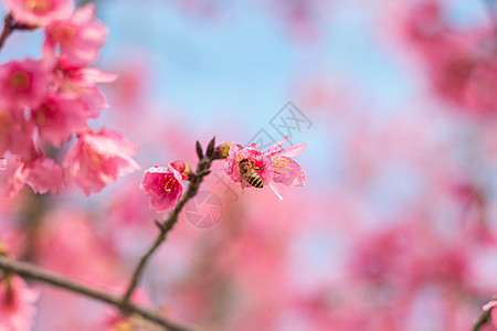 春天春日樱花丛里的蜜蜂图片