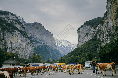 瑞士少女峰雪山风光畜牧行业图片
