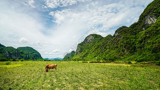 越南喀斯特地貌山间田野黄牛图片