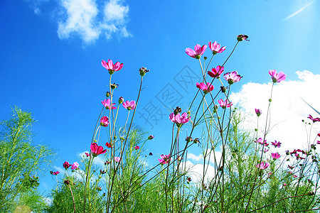 格桑花图片