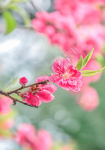 春天桃花风景桃花背景