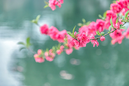 桃花朵朵开春分十里高清图片