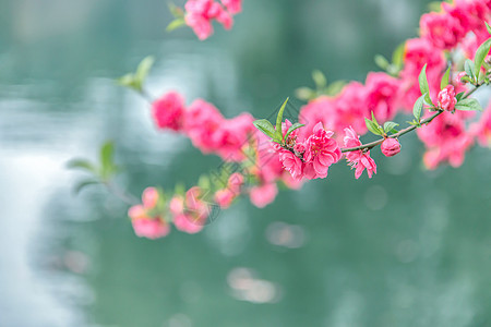 桃花朵朵开春色高清图片素材