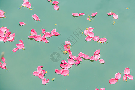 江面飘零的桃花瓣图片