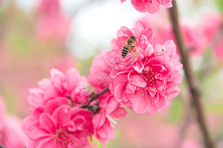 桃花与蜜蜂图片