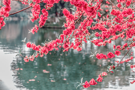 贾华古风桃花背景