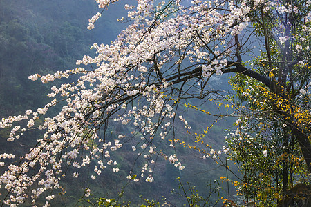 春天山花樱花如画景色背景