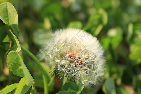 花树植物小草春天阳光下蒲公英背景