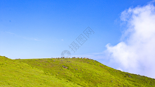山顶美景牛群吃草图片