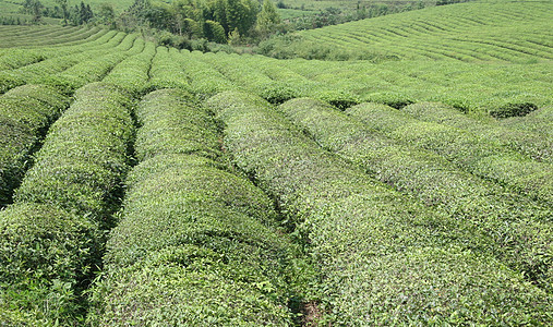 江南茶园图片