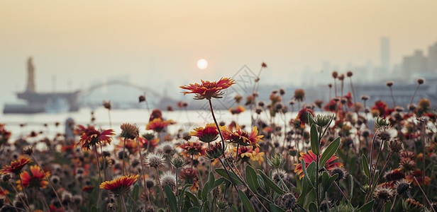 夕阳下的花图片