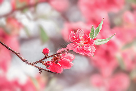 桃花盛开古风背景高清图片