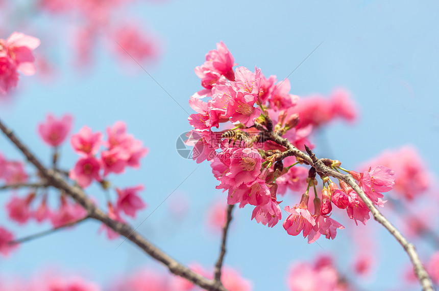 福州春天樱花里飞舞的蜜蜂图片