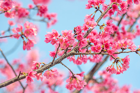 福州春天樱花里飞舞的蜜蜂图片