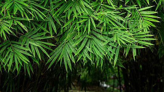 绿色竹林春天雨后的竹叶背景