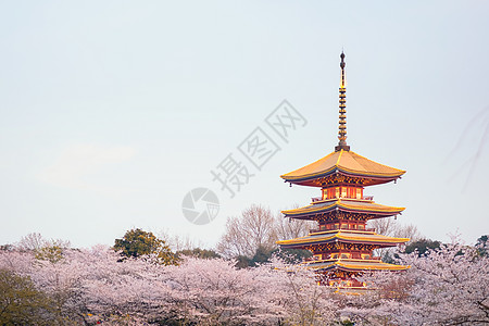 武汉樱花季樱花背景图片