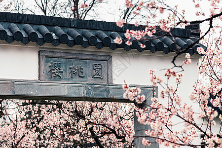 古典窗南京玄武湖樱洲春天的樱花背景