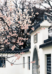 南京栖霞山栖霞寺红墙与石狮背景图片