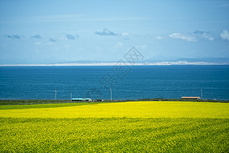 青海湖油菜花田高清图片