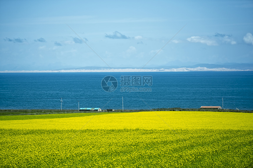 青海湖油菜花田图片