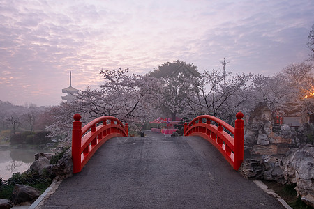 武汉樱花季樱花背景图片