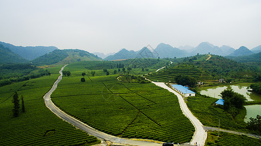 广东农村广东英德茶园航拍背景