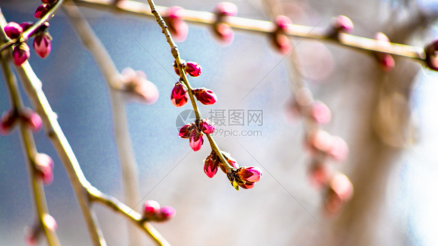 花蕾图片