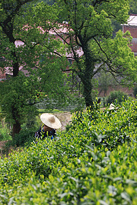 采茶背景