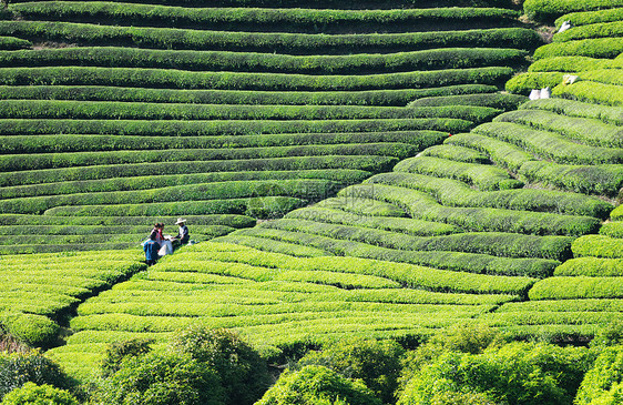 茶园采茶图片