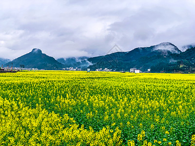 贵州油菜花贵州铜仁瓦屋油菜花背景