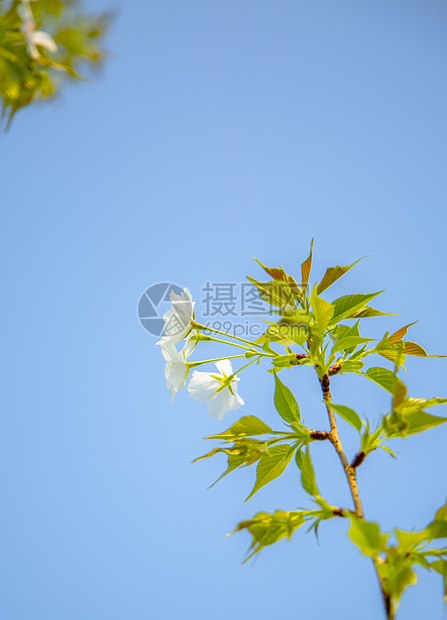 春天阳光下盛开的樱花图片