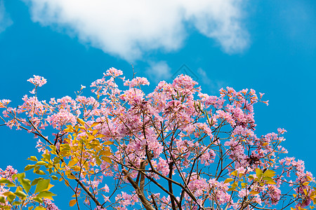 紫花风铃花图片