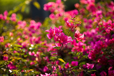 杜鹃花开簕杜鹃花三角梅背景