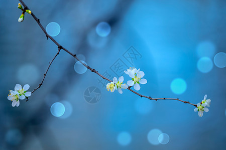 蓝色花朵背景春天的花开了白桃花背景