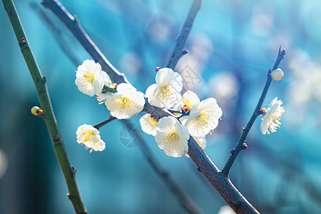 春天的花开了绿萼梅高清图片