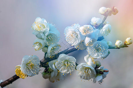 春天的花开绿萼梅图片