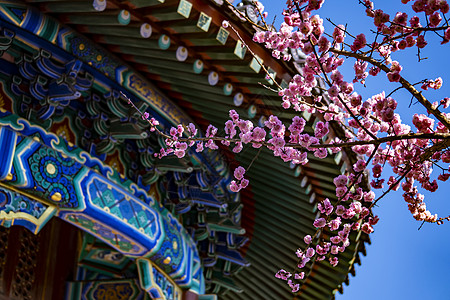 观花植物春天古建筑景山公园观妙亭背景